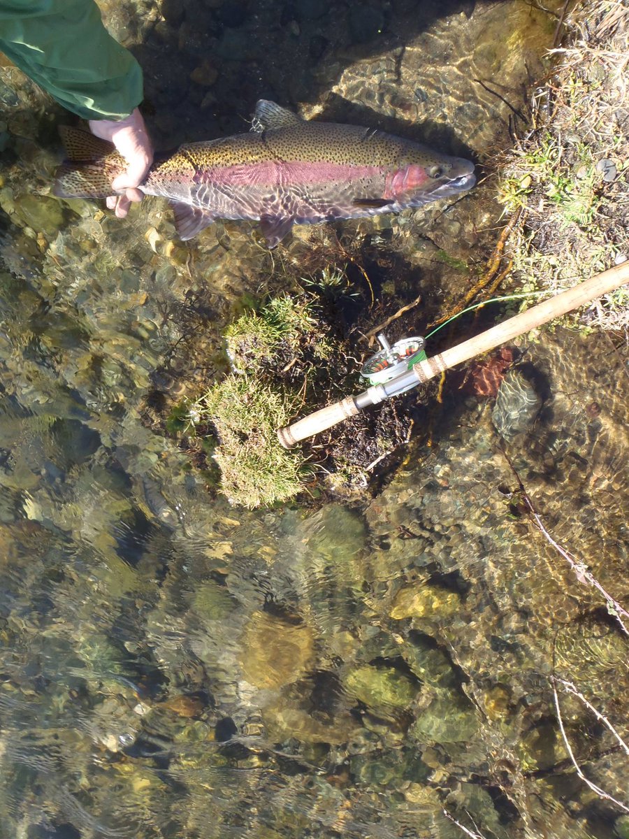 Steelheadflies's tweet photo. As the reality of the world unfolds for all to see, trust in mother nature. Go take a walk in the woods. Go fishing or learn the sport. Listen closely to mother nature's word. It will serve you well. https://t.co/aQNKOGjKtm