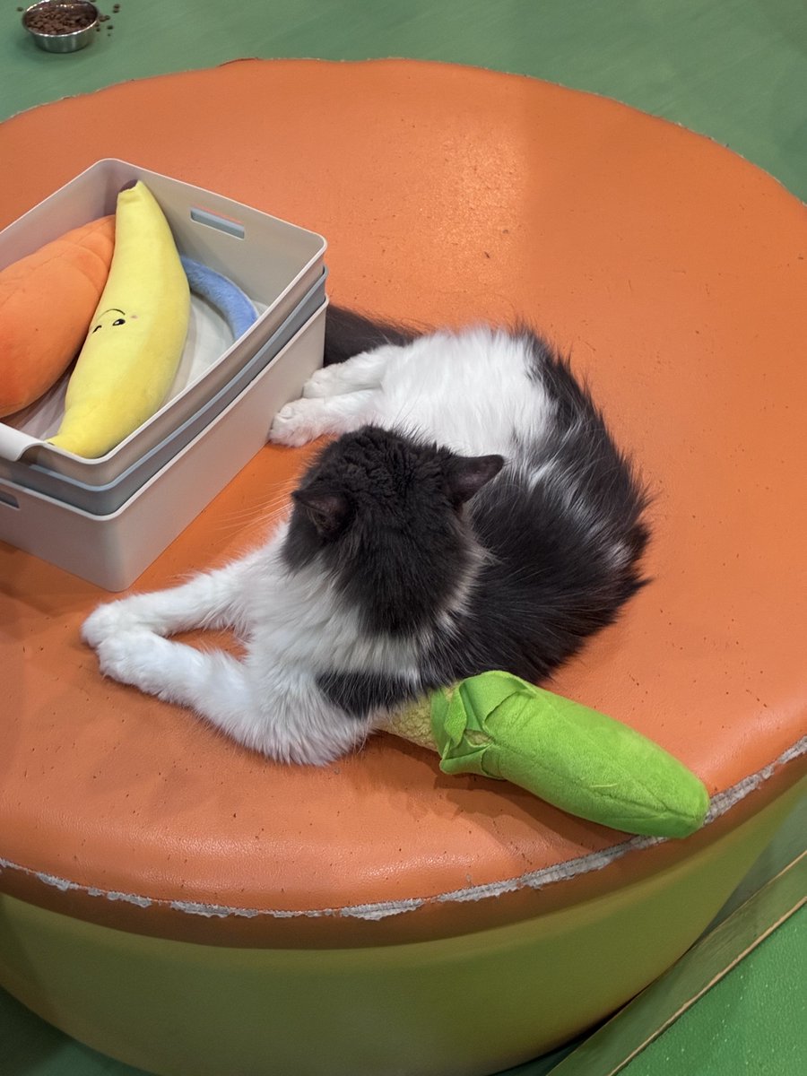 とうもろこしの使い手とむ🌽 #猫カフェ心猫 #奈良 #マルエス #メイン