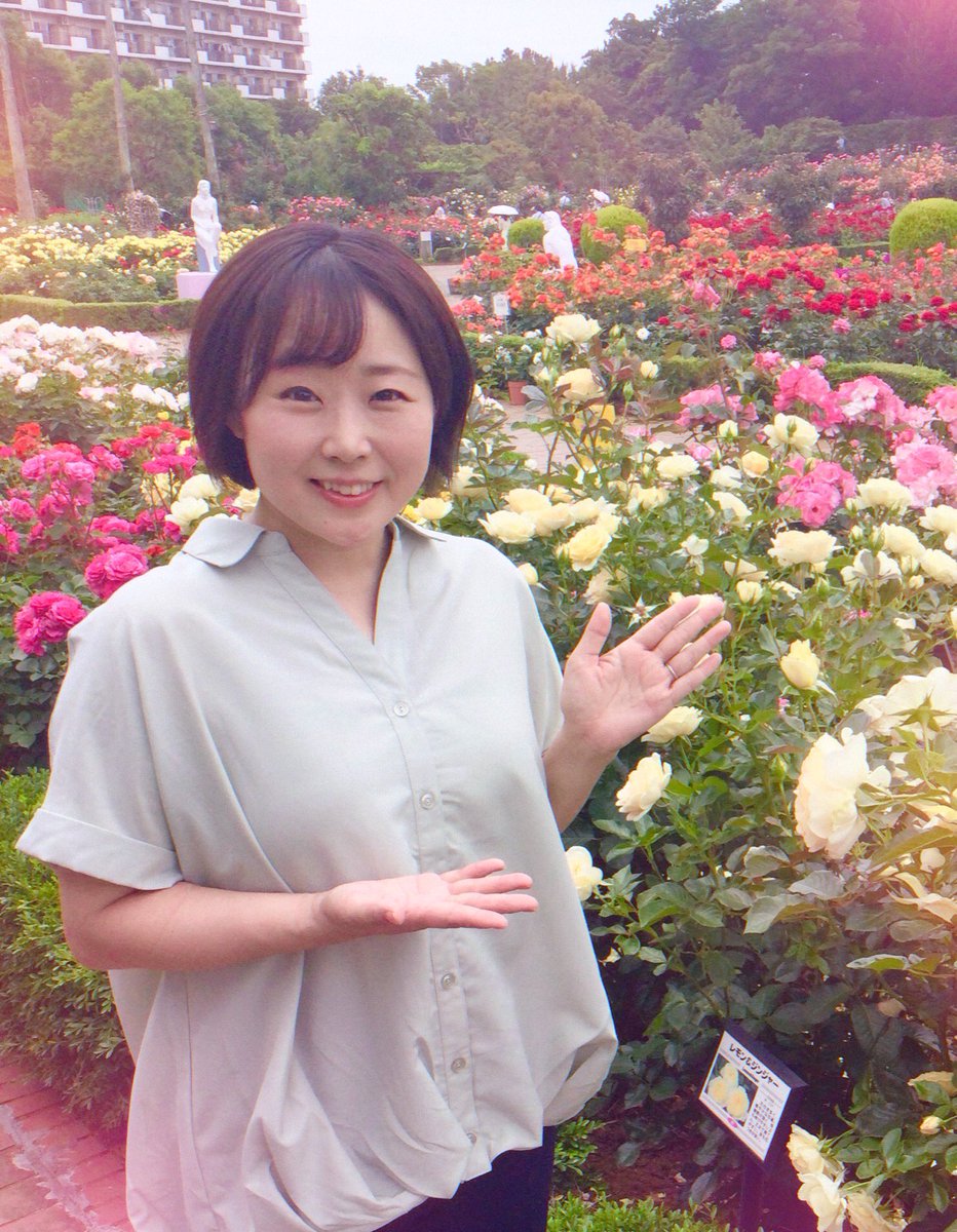 皆様こんにちは☀️ただ今園内70%ほどの開花となっております🌹本日は 皆様こんにちは☀️ただ今園内70%ほどの開花となっております🌹本日は