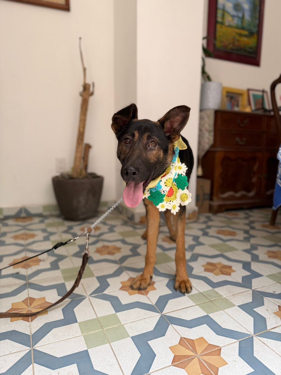 𝙷𝚎𝚕𝚊 𝙼𝚘𝚛𝚎 🐶 tweet media