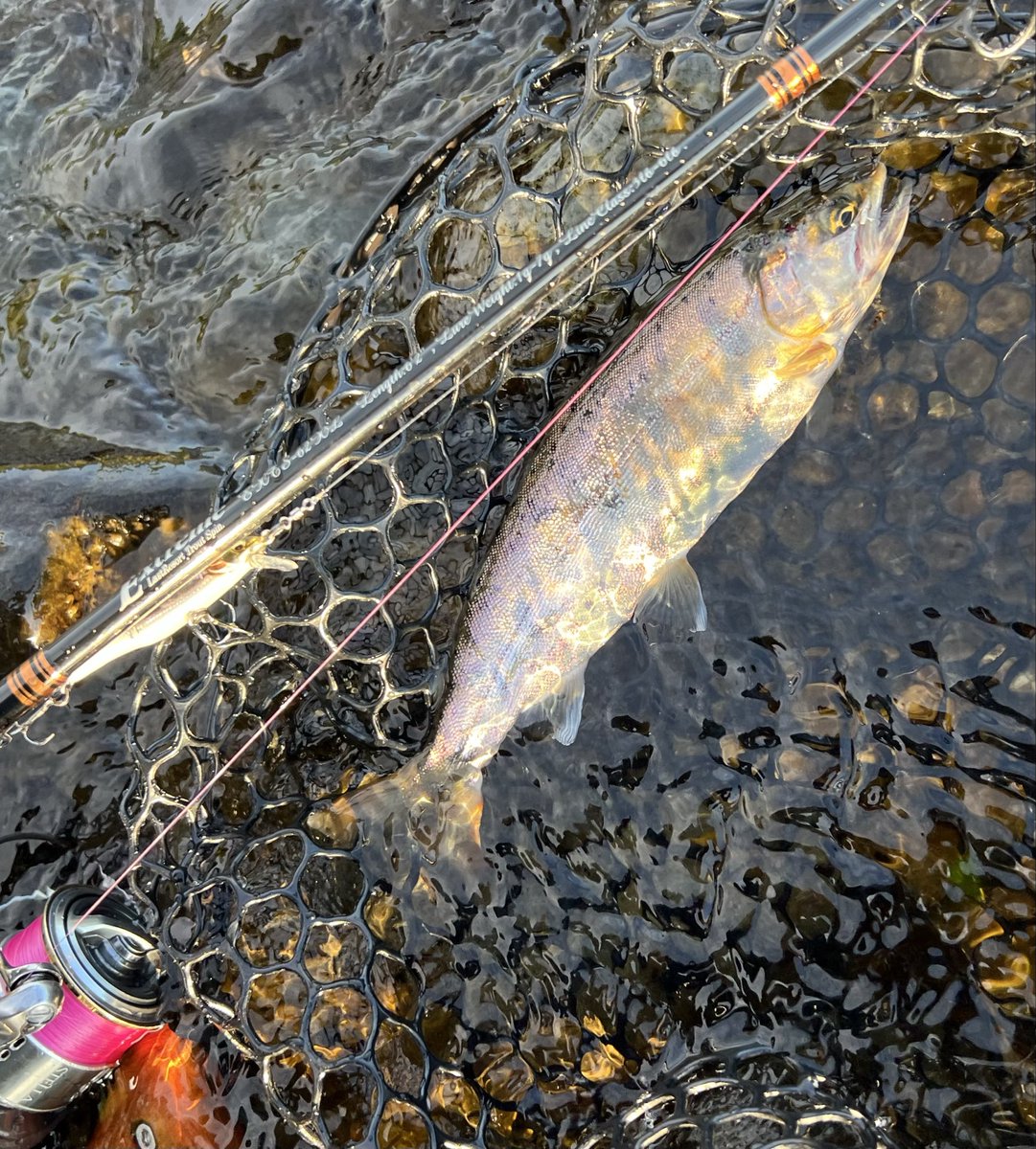 shock_nin_ko's tweet photo. 閉伊川奔流下流〜中流域に🎣
中々大型は出ず
 #工房大久保 https://t.co/XtSAo08MXf