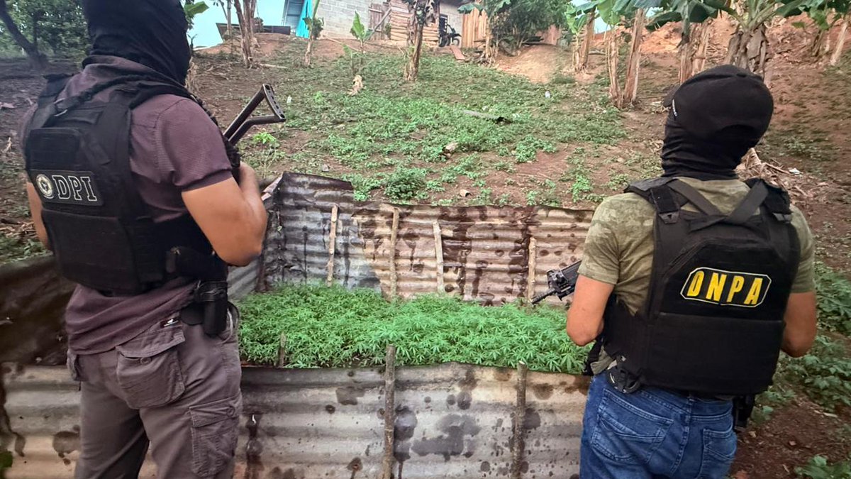 DNPA_Honduras's tweet photo. 🌿 #PlantaciónIlícita | La #DNPA aseguró en Guaimaca F.M., un vivero con aproximadamente 1,500 plántulas, un sembradío con 1,000 plantas de supuesta marihuana y 80 libras del estupefaciente.
Se detuvo a un sujeto y se decomisó un arma de fuego.
#Antidrogas #PolicíaNacional 🚔 https://t.co/jNGXj7alpT
