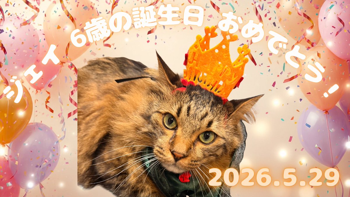 poundcakebros's tweet photo. 皆様ご無沙汰しております！

相変わらず飼い主の骨折した腕は
固定していて不便な生活ですが
幸いグロウはとても元気な過ごしています

すぎでしまいましたが5/29は
ジェイさんの誕生日でしたのでお祝い！

ジェ���、誕生日おめでとう🎁
長生きするんだよ！

#パウンドケーキ兄弟
#猫のいる暮らし https://t.co/Gp5uHxsw8Y