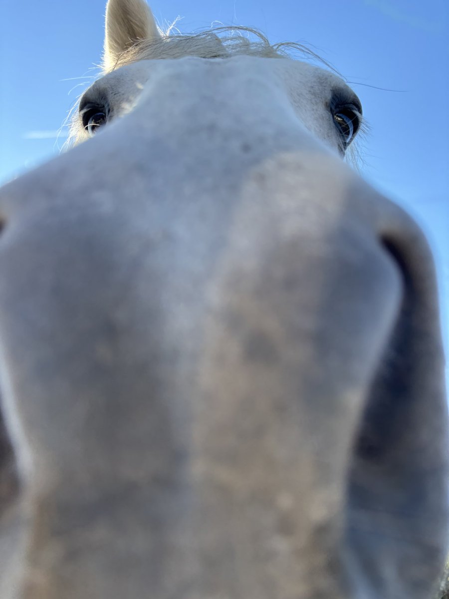 tuxini's tweet photo. @ghostctytrffcjm He thanks you with a nose boop 'u' https://t.co/RwFadp6TOl