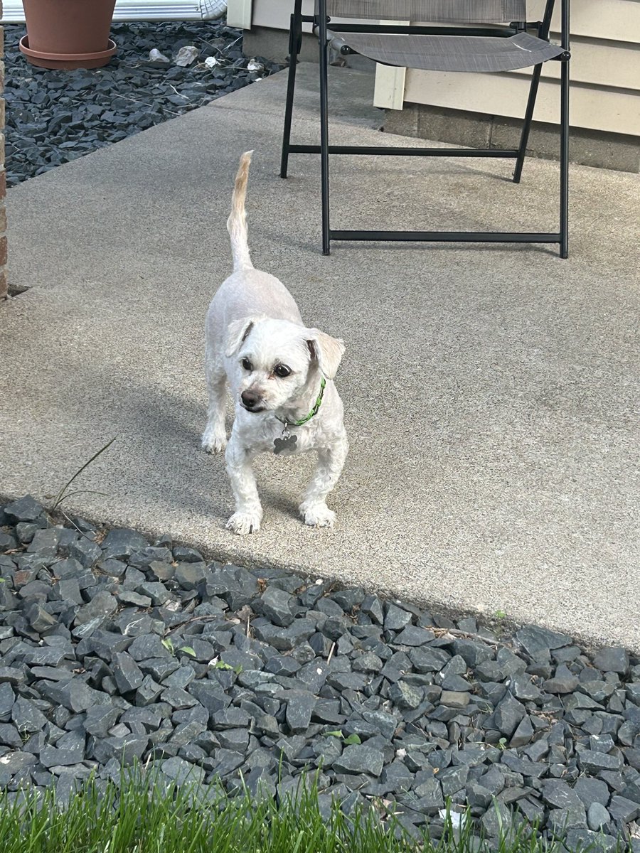 dbrownhess's tweet photo. Surly got his summer cut yesterday and the groomer completely shaved his tail.  This is the first time it’s been like this in his 12 years and it looks too funny to me since it’s usually a “lions tail” He can’t fan his butt anymore. https://t.co/rgBhUuWQtK