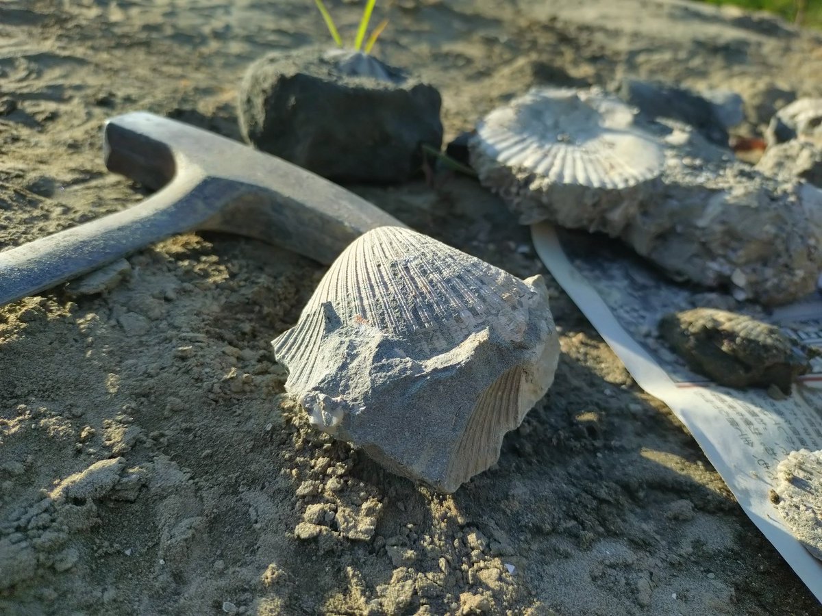 TITAN_Hokuriku's tweet photo. こんにちは！
北陸地学探究部TITANです🦖

 5/30に石川県の大桑層で新歓巡検を行いました✨️
弊部初めての本格的な巡検でしたが、参加者は思い思いに発掘を楽しみ、多くの貝化石を採集しました🔨 
途中、鯨類の化石も見れたとか…🐋 

地学や化石採集に興味のある方はぜひ一緒に活動しましょう！ https://t.co/TXqM6Pt9T8