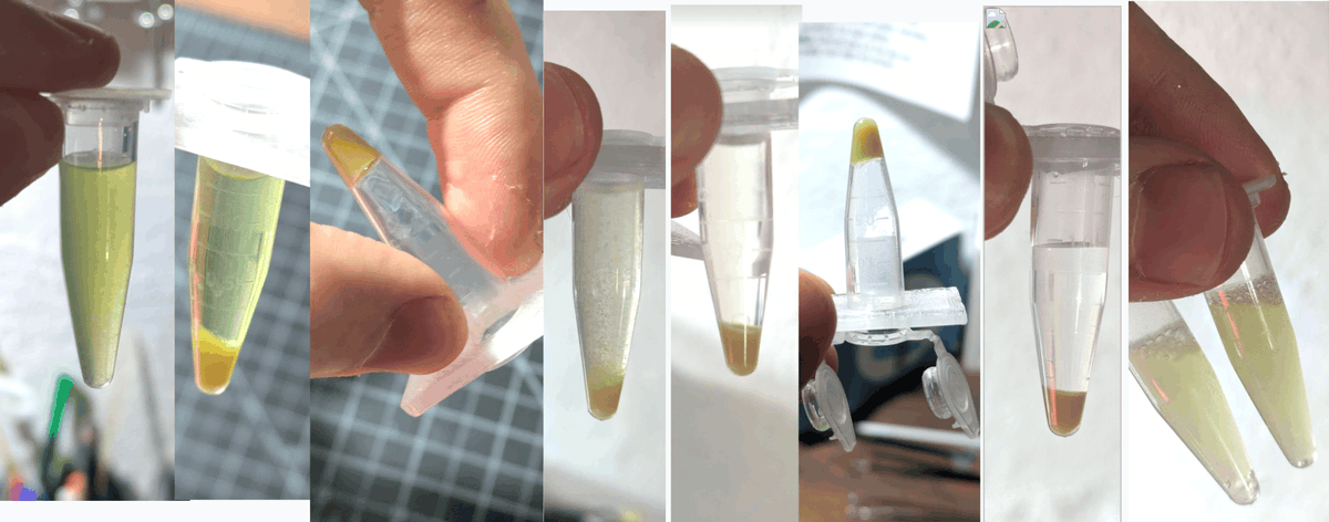 johnowhitaker's tweet photo. A few edible plants have proteins that sit close to miraculin in the ESM Protein Atlas, so I thought I'd try extracting what protein I could from said plants and tasting it... Anyway, null result but an excuse to muck about :) Video lab notes: https://t.co/FwPzCU8R6O https://t.co/kDu0Igcl6b