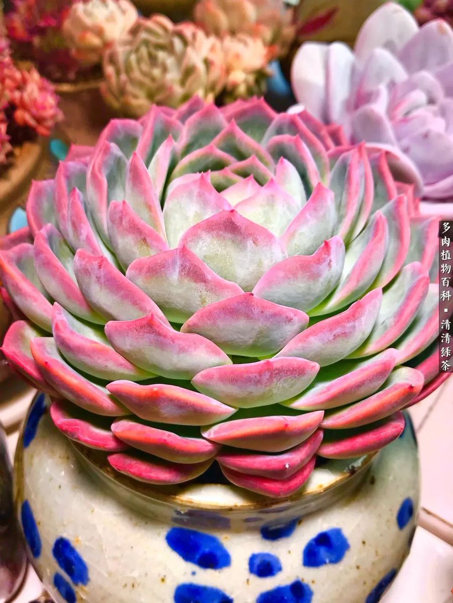 dmhamel33's tweet photo. 新手友好型绿植养护小技巧：多肉别总浇透水，沿盆边少量补水就能撑一周，放在散光通风处，越懒越好养～， https://t.co/ik6Fmkx8SB