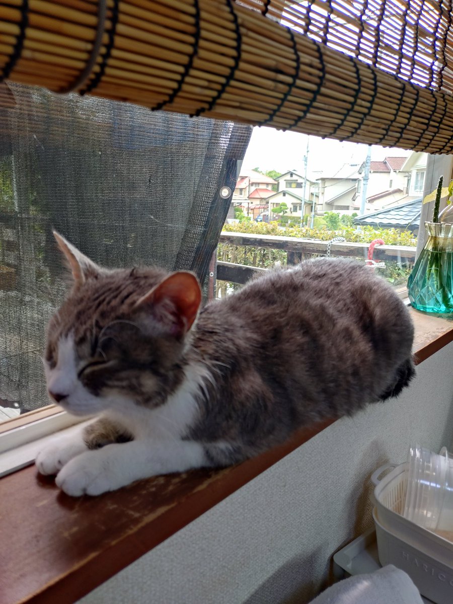 aooni4613's tweet photo. 追いかけ回されたベルも…
やっと…
ひと息…😹 https://t.co/jyY4dqkpmT
