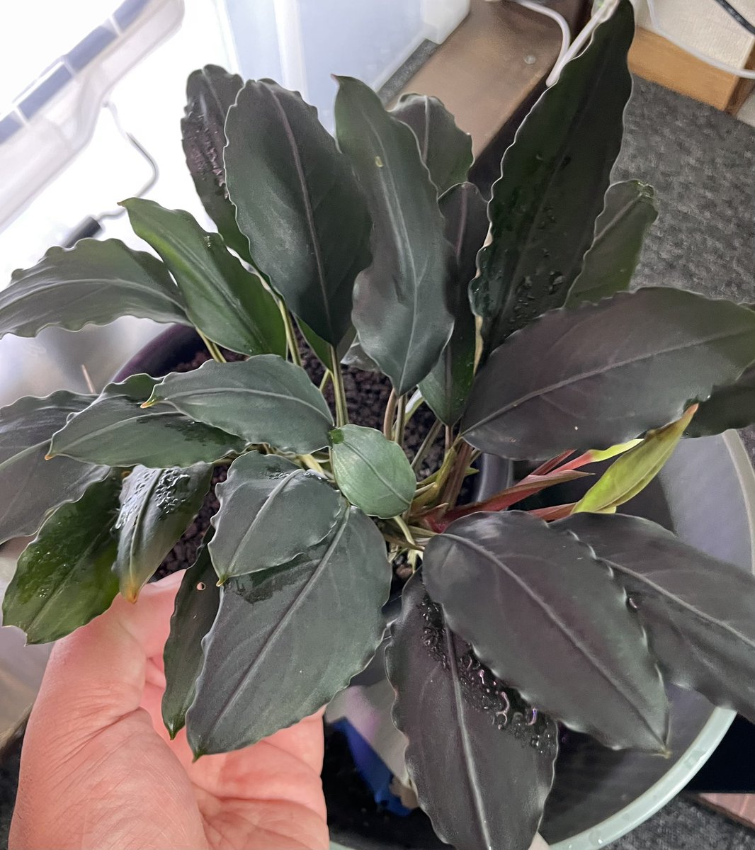 mitsuru188's tweet photo. Bucephalandra sp
Padawan Sarawaku
NATIRE 2012-2

菊鉢５号も狭そう。 https://t.co/j5A3KLg21s