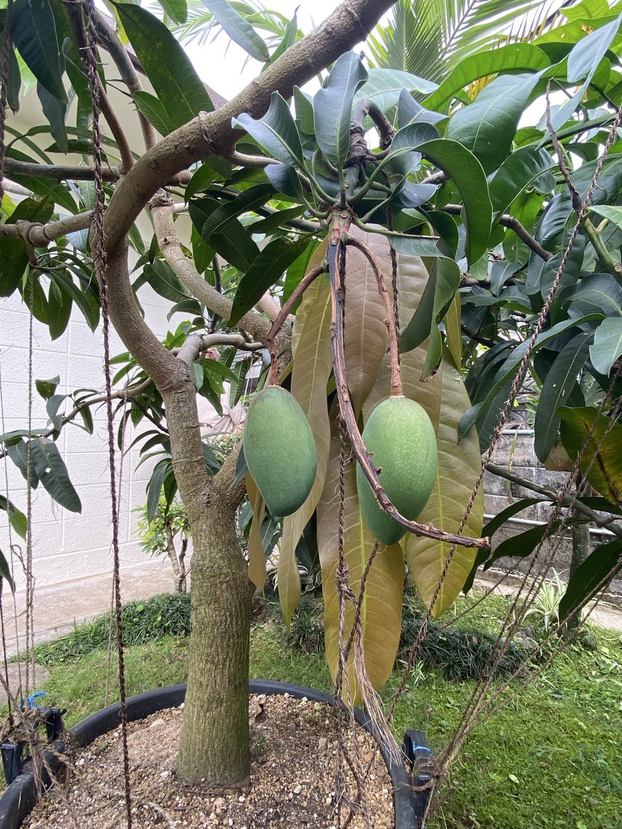 SohInamine's tweet photo. 庭のマンゴー、ただいま7個！🥭

毎日大きくなるのが楽しみだったのに、まさかの台風接近中…！😭🌀

ここまで育ったんだから、なんとか無事に生き延びておくれ〜〜！🙏🙏　

自然の恵み、守り抜きたい！ https://t.co/Zb1SkTz3vN