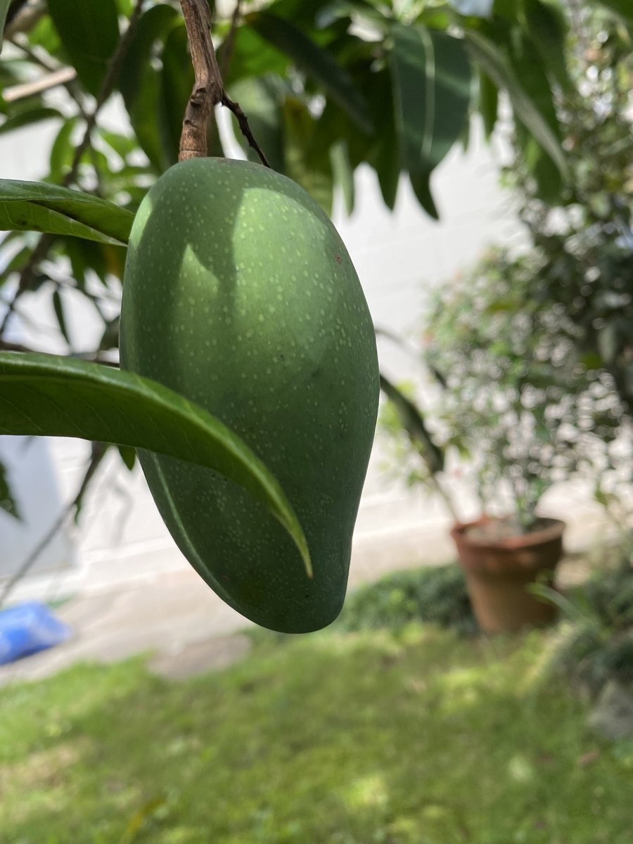 SohInamine's tweet photo. 庭のマンゴー、ただいま7個！🥭

毎日大きくなるのが楽しみだったのに、まさかの台風接近中…！😭🌀

ここまで育ったんだから、なんとか無事に生き延びておくれ〜〜！🙏🙏　

自然の恵み、守り抜きたい！ https://t.co/Zb1SkTz3vN