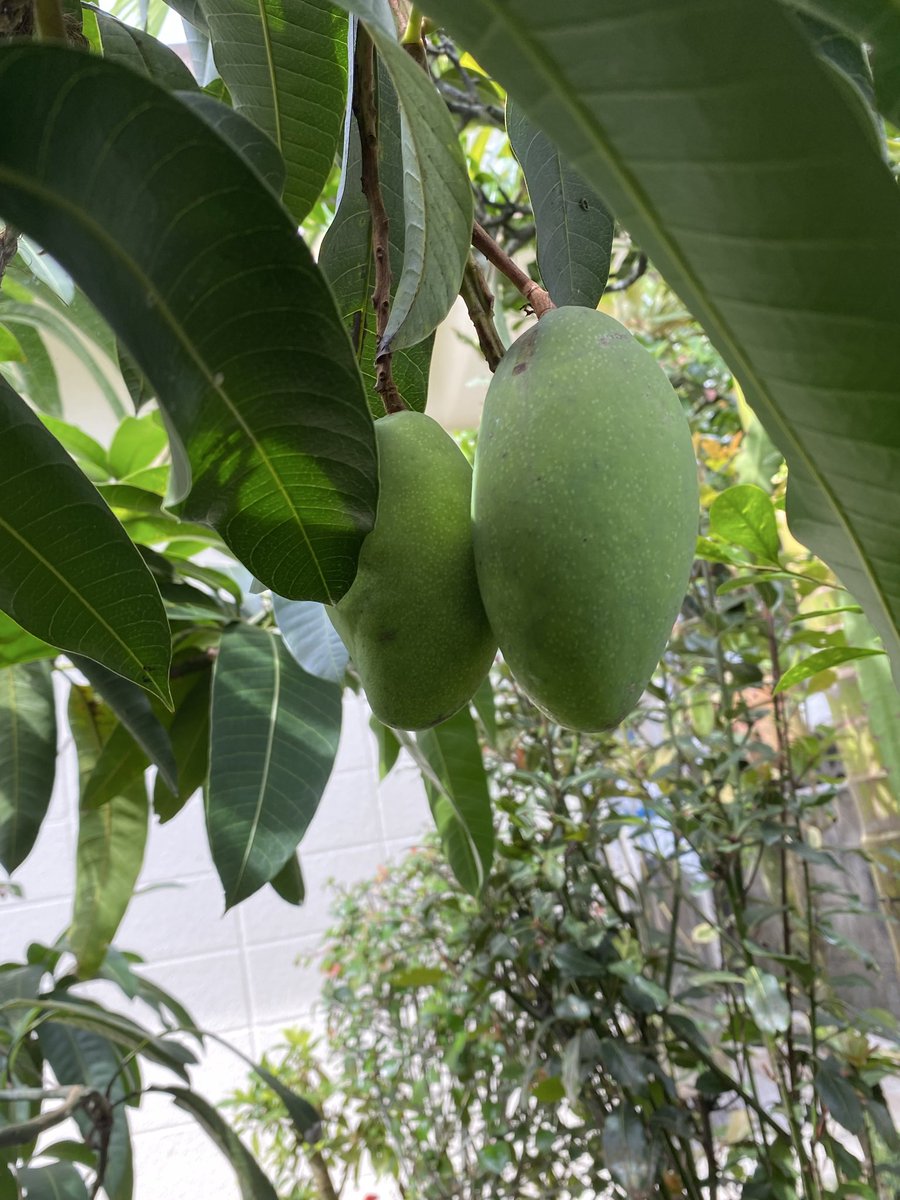 SohInamine's tweet photo. 庭のマンゴー、ただいま7個！🥭

毎日大きくなるのが楽しみだったのに、まさかの台風接近中…！😭🌀

ここまで育ったんだから、なんとか無事に生き延びておくれ〜〜！🙏🙏　

自然の恵み、守り抜きたい！ https://t.co/Zb1SkTz3vN