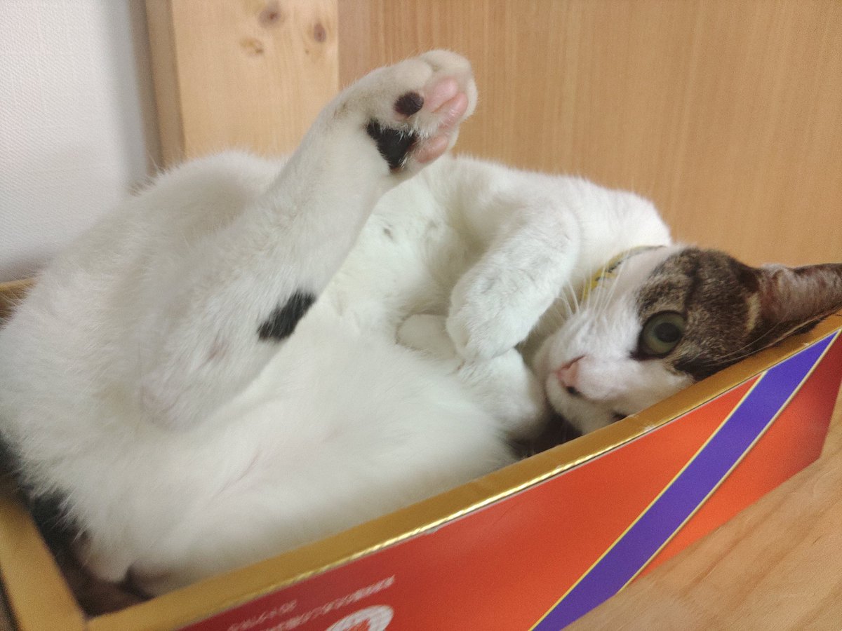 うさねこ (@rabbicat_neko) / Posts / X