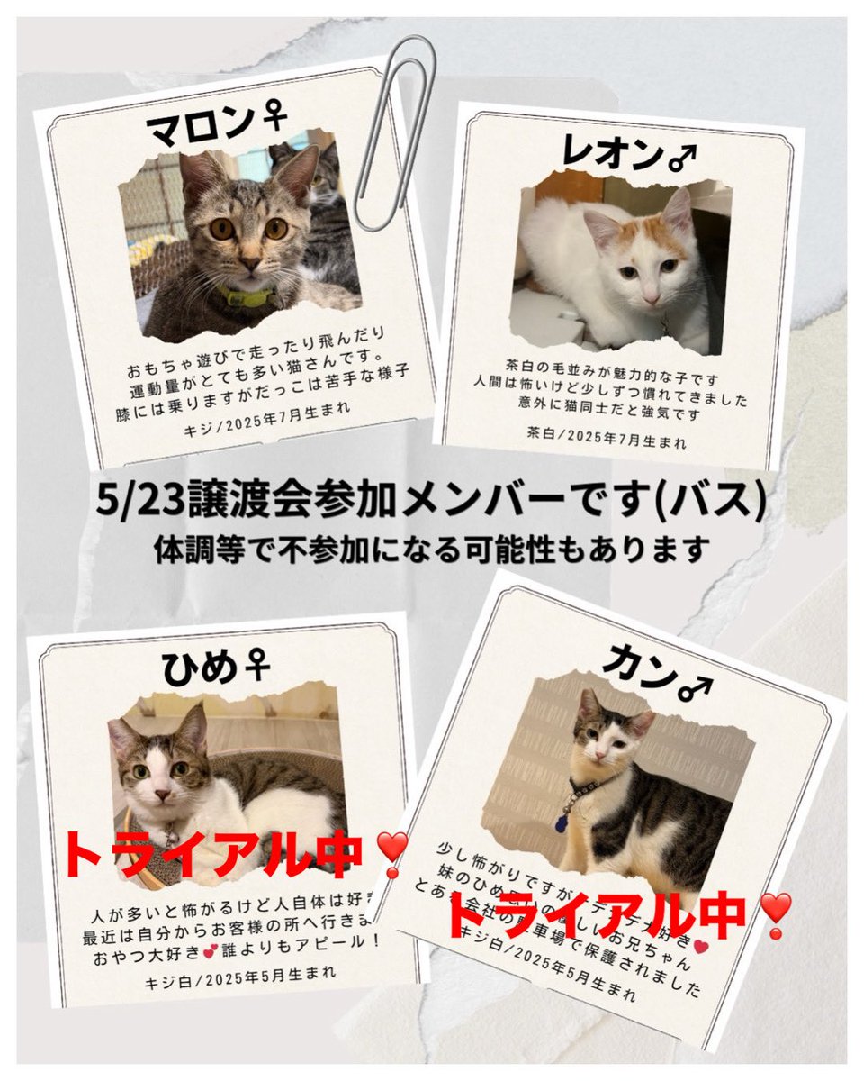 hidamarigou's tweet photo. 来月もシェルターの譲渡会をします。
里親さんをご希望の方は是非、お越しください。
今年の子猫ではありませんので、ご注意ください。　去年の猫がほとんどです。
一部シェルターではなく、バスにおります。
そちらの猫がご覧になりたい方は、３０分８８０円でバスで遊んでいただきシェルターにご案内 https://t.co/KemVEpDwh3
