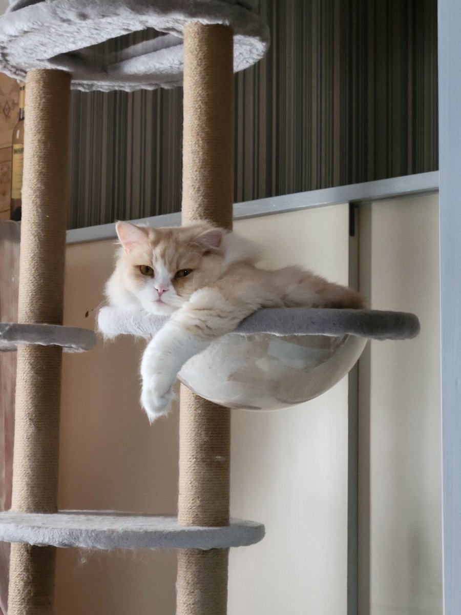 gotate_cat's tweet photo. 1430日目 お昼寝猫です https://t.co/6KMgaGJflW