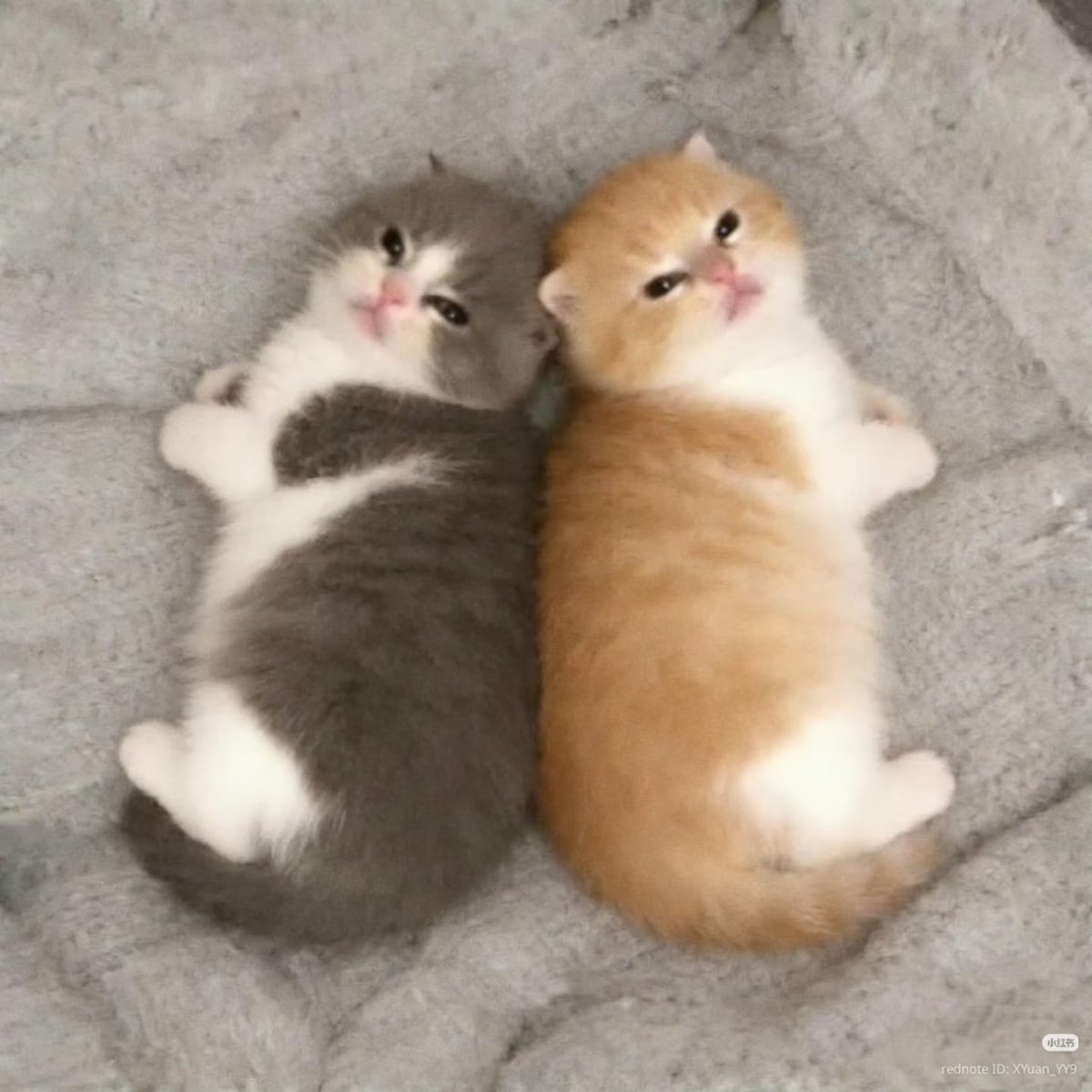No Context Cats tweet media