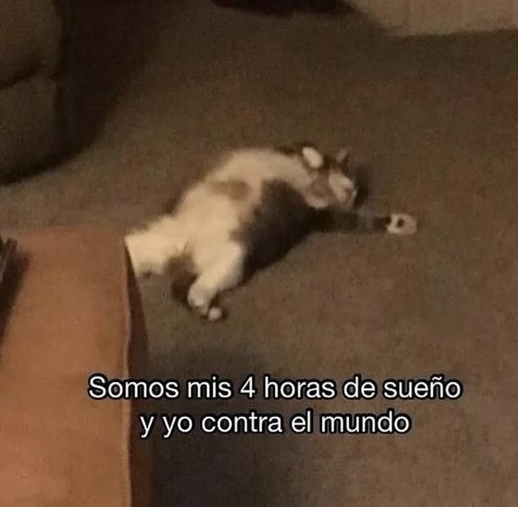 adnnoticiasmx's tweet photo. #FelizDomingo | 🌞 ¡Buen día, mi gente linda! ¿Cómo amanecieron hoy? Espero que hayan descansado muy bien https://t.co/TWJQjqzOBy