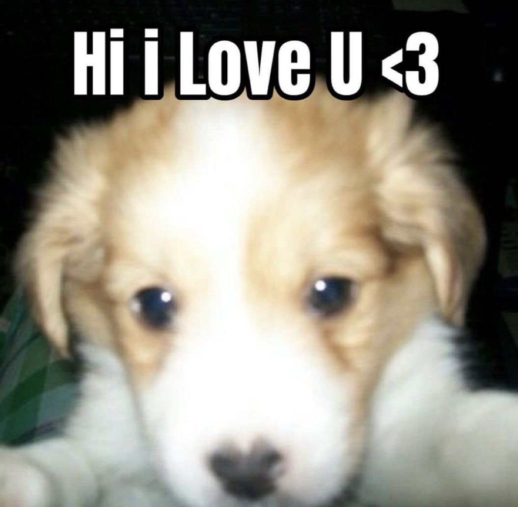 puppy ౨ৎ tweet media