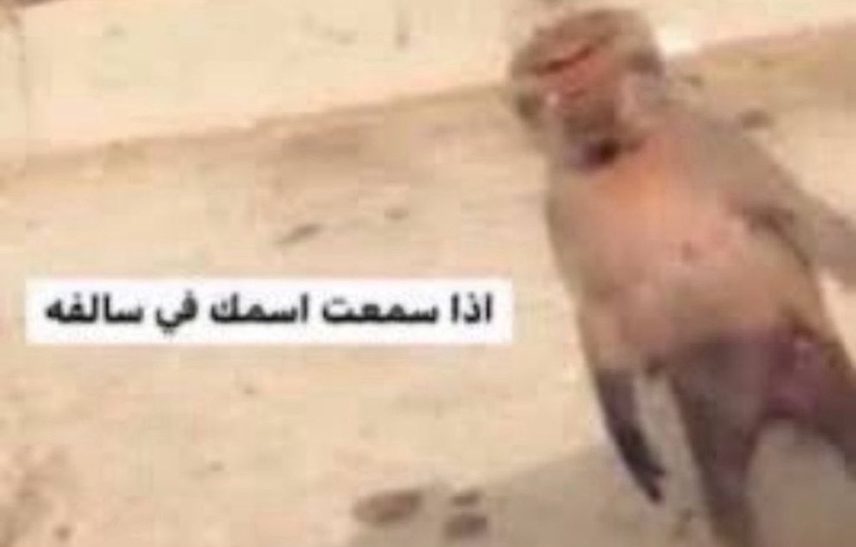 Ginthesizer tweet media