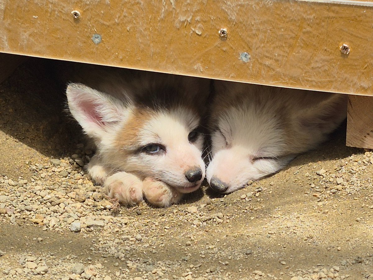 宮城蔵王キツネ村(公式)🦊 tweet media