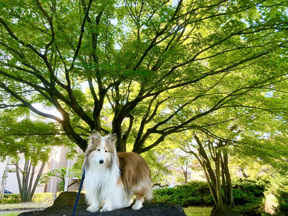 bell0515's tweet photo. 朝のお散歩。
青もみじの下で。

#青もみじ #今日のレオン #シェルティ #shetlandsheepdog https://t.co/BJUrLsO8Zk