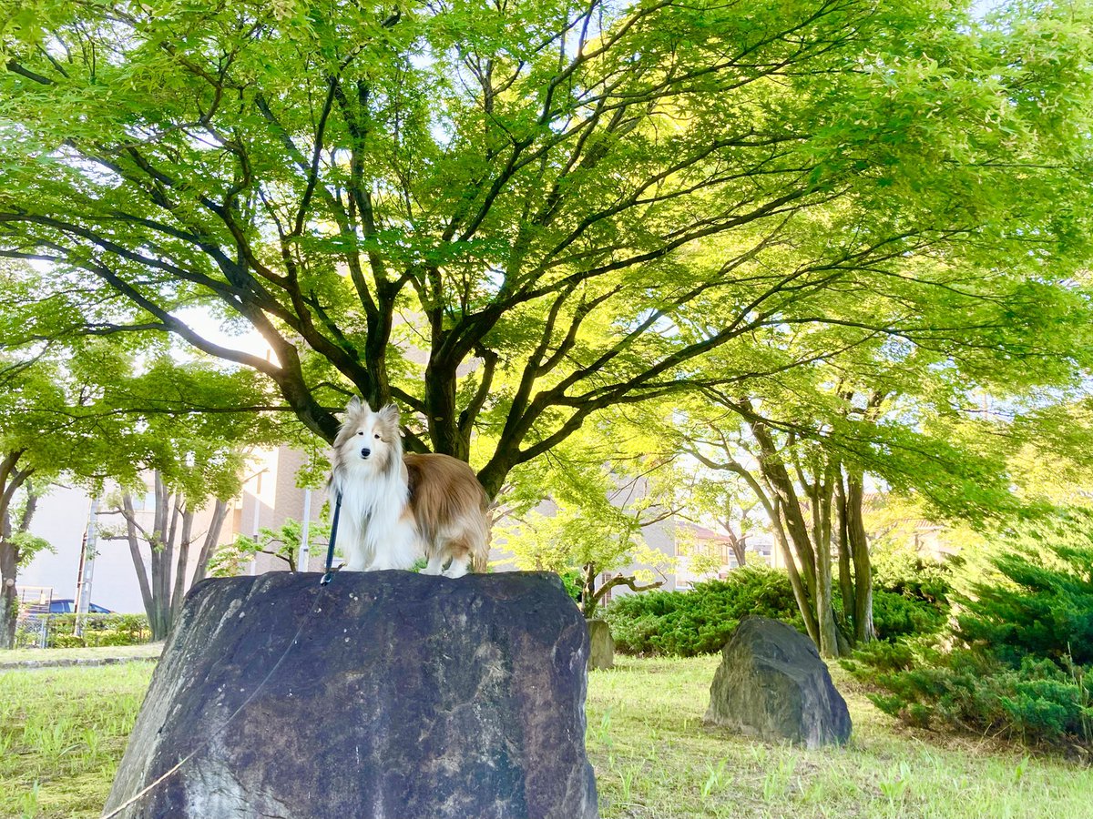 bell0515's tweet photo. 朝のお散歩。
青もみじの下で。

#青もみじ #今日のレオン #シェルティ #shetlandsheepdog https://t.co/BJUrLsO8Zk