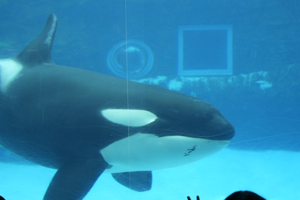 kuukemo's tweet photo. 名古屋港水族館きた🫍🐧🐢🪼 https://t.co/E5OU3Oehss