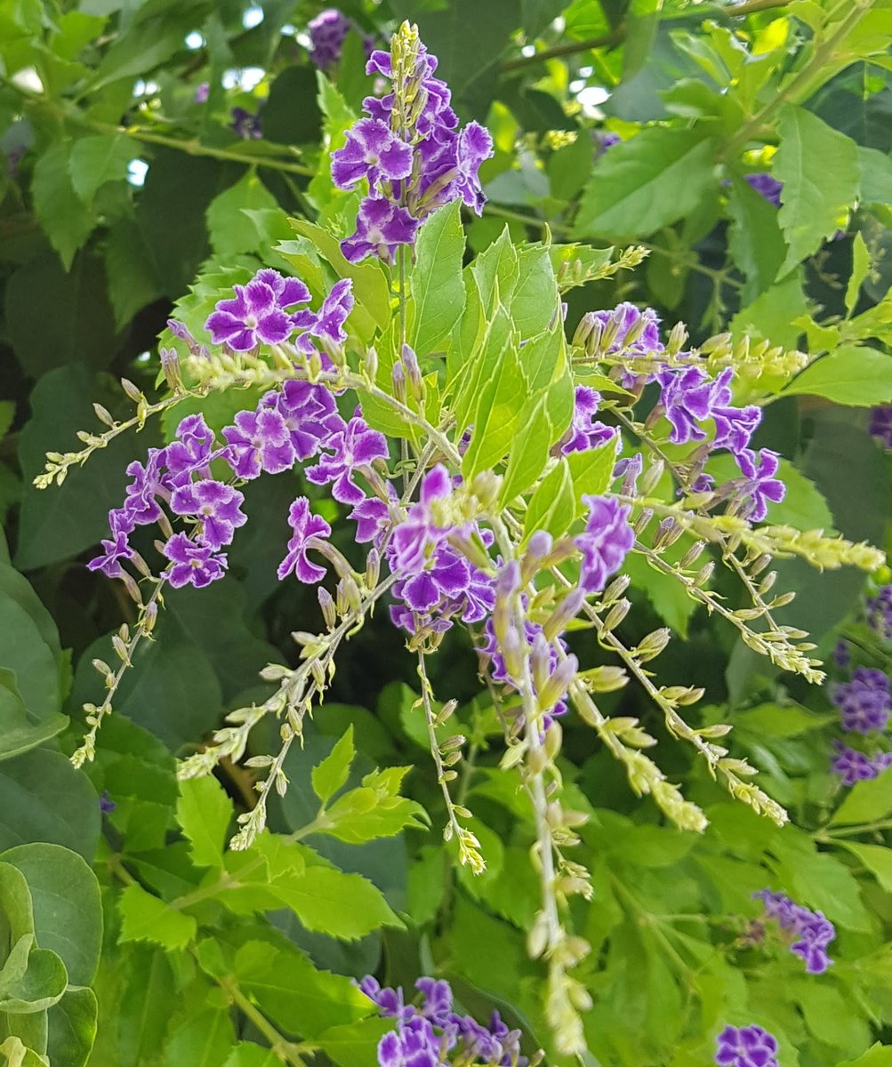 ESwedman's tweet photo. @sheriran95 @Derekpa30582481 @Alexa17101614 @fryld @SAgelkaras @maype7 @npsraghav0 @IsmailShihan @milevbtc @1mraught @mi_venecia @LockettsPeter @kunj_singh @Emanuelnascime8 @zoyananas @heroldbarton @89BrownSugar @mceliasantos @rpskataria @PolishRoyalGoat @SnowWhiteRina @LudovicFougean1 @Titas37 @atmanifarid @Rollo99619011 @AmiraWalla2 @HYF98334204 @TeresaR86980558 @GiorgosKontopi7 @digitalgypsie @stamelake @BwnNag @19marino74 @putopreto799 @Chief_Pilot_ @veronicamadel @TirilMari @Lorrainefmdg @RrWichi @StephanieH9229 @Marlene24982279 @rafaelc11589815 @GeorginaAntoin9 @mlluisar @Bella_Ely_ @otrogoga60 @MujittafaMusa @TaherrL @Enzo55179168 Have a lovely Sunday!
Καλημέρα και καλή Κυριακή! https://t.co/nBVrOX9luX