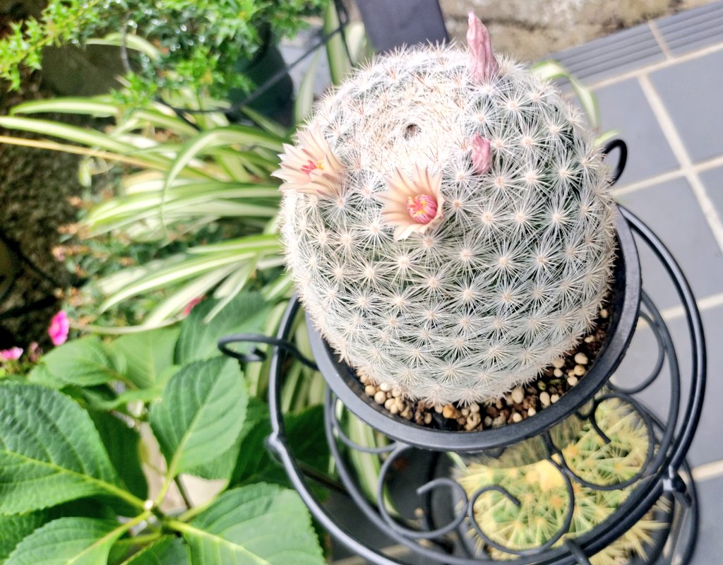 fukamirin's tweet photo. サボテンの花が旬な季節です。 https://t.co/Wwvh6Bfwgg