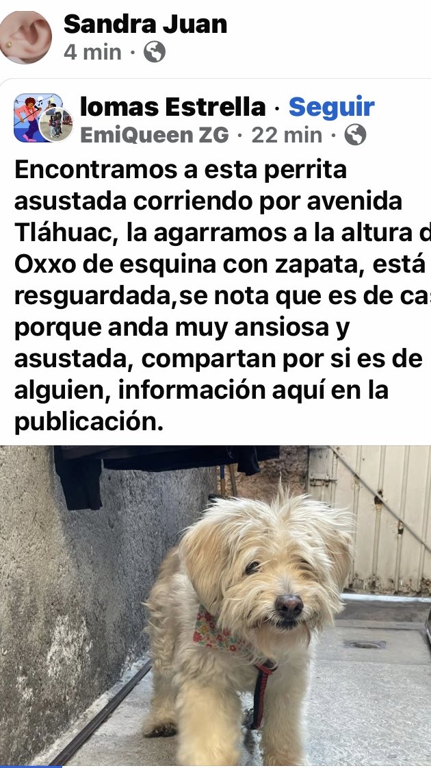 AlejandraVegaF5's tweet photo. ATENCIÓN IZTAPALAPA ‼️  Perrita encontrada y resguardada, se busca a su familia https://t.co/m7K1YJonXK