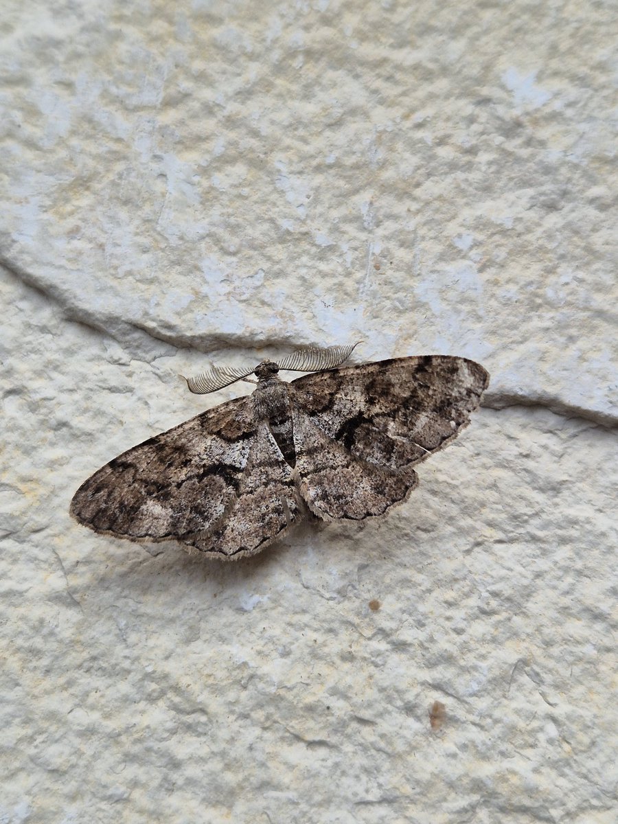 DeansMatthew's tweet photo. Feathered Beauty from @Bawdsey_Hall last night. Also Ni Moth, Gem, Flame Wainscot and Bordered Straw. An Eastern Bordered Straw in my garden at Hollesley. @MigrantMothUK @BC_Suffolk https://t.co/yjS7ZC3iIf