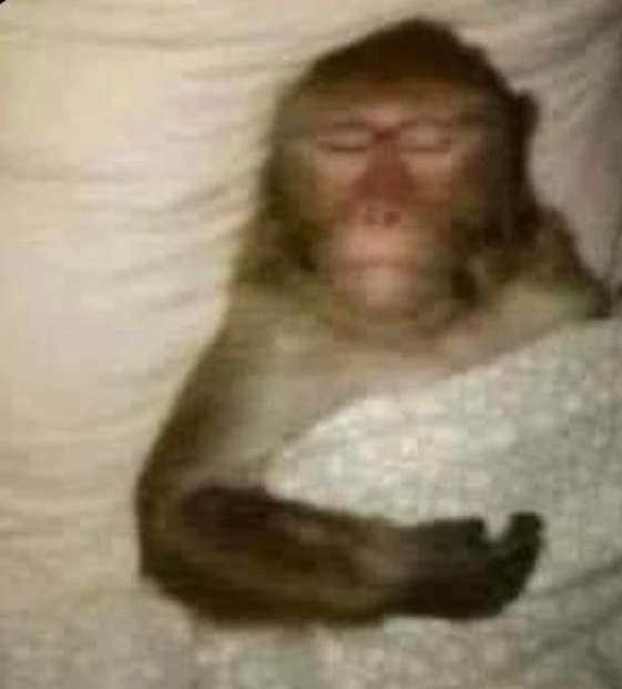 fortalsgps's tweet photo. How i’ll be sleeping when exams are almost over and fortals is 3 months awaayyy https://t.co/MyP7zvOrV5