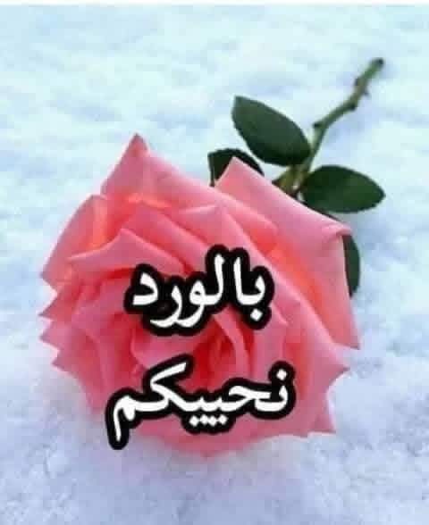 طائر الغدير tweet media