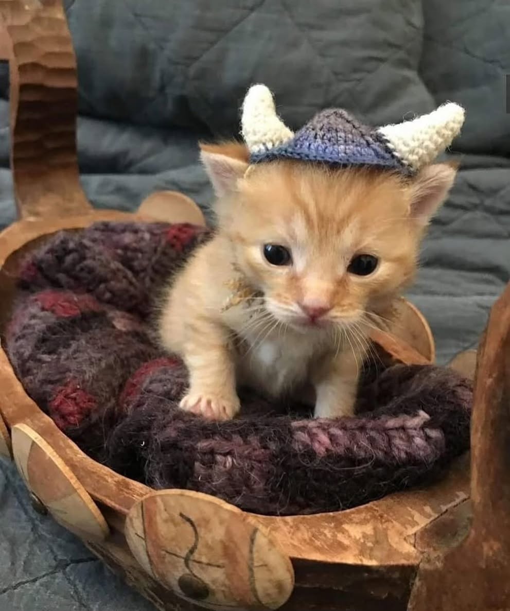 smol silly cat tweet media