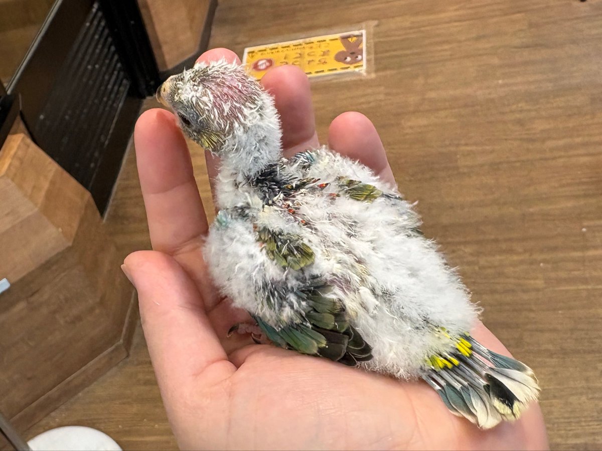 PetsOne_Niza's tweet photo. #ビセイインコ のヒナが入荷しました！
ノーマルとルチノーオパーリン
どちらも珍しい子達ですのでお探しの方はお見逃し無く！
まだまださし餌です！
手乗りにしたい方はお早めに！
———————————————
ミッキー＆ゴン新座店では定番インコ、ハムスターは勿論、レア小型齧歯類、チンチラ、猛禽、珍獣、小型インコから大型インコまで人馴れしている生体多数取り扱い中！
中級者からマニアの方まで対応出来ます◎
生体の買取も強化中です！（条件有りお問い合わせください。）
今いる生体在庫は固定ツイをチェック✅