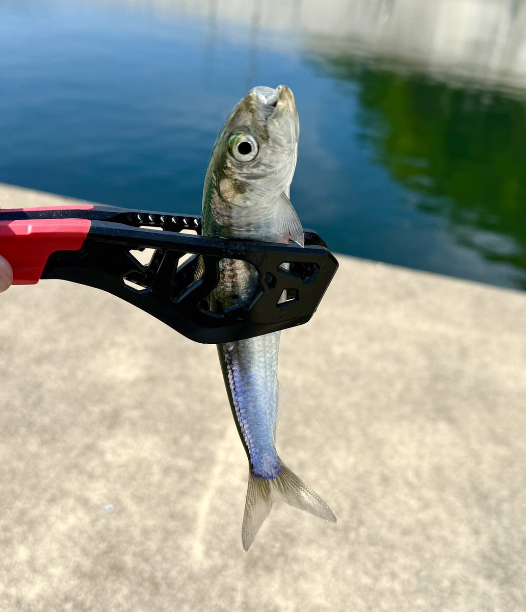 iguchi_aiko's tweet photo. 今年に入ってからようやくまともに釣り出来ました！！🎣
(超チビのタケノコメバルはリリース)

今までずっと
海では藻屑…
湖では枯葉…
川では枝しか釣れてなかったから……
。・゜・(ノД`)・゜・。 https://t.co/OHseKIz8D5