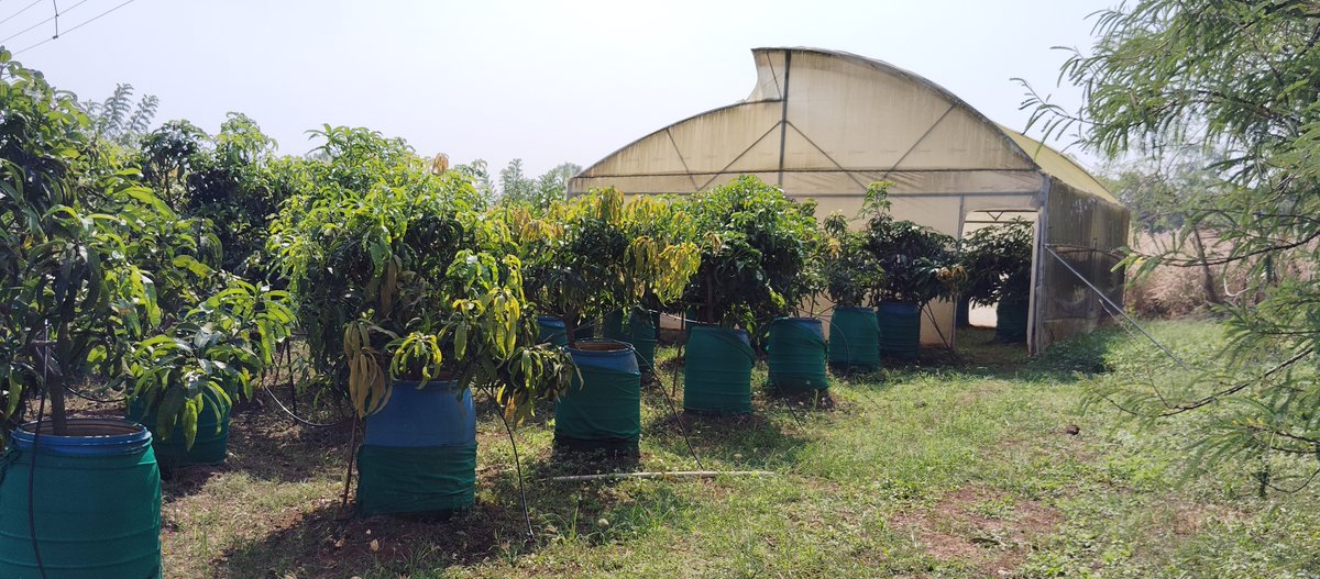 SurajyaAbhiyan's tweet photo. But the Mango research centers need to do "true research" @narendramodi Ji, We @SurajyaAbhiyan  visited the Mango Research center at #Devgad (#Maharashtra) - 📍 The Girye Mango Research Center and we were shocked ! 

📍 The Board at the gate itself reflects its condition
📍 Dragon fruit plantation in the land for mango research
📍 No scientific instruments / building to do research 

Kindly see .. Grim state .. 

#MannKiBaat | #Mango | #Alphanso @mannkibaat 

@bharanemamaNCP @kokate_manikrao  @ChouhanShivraj