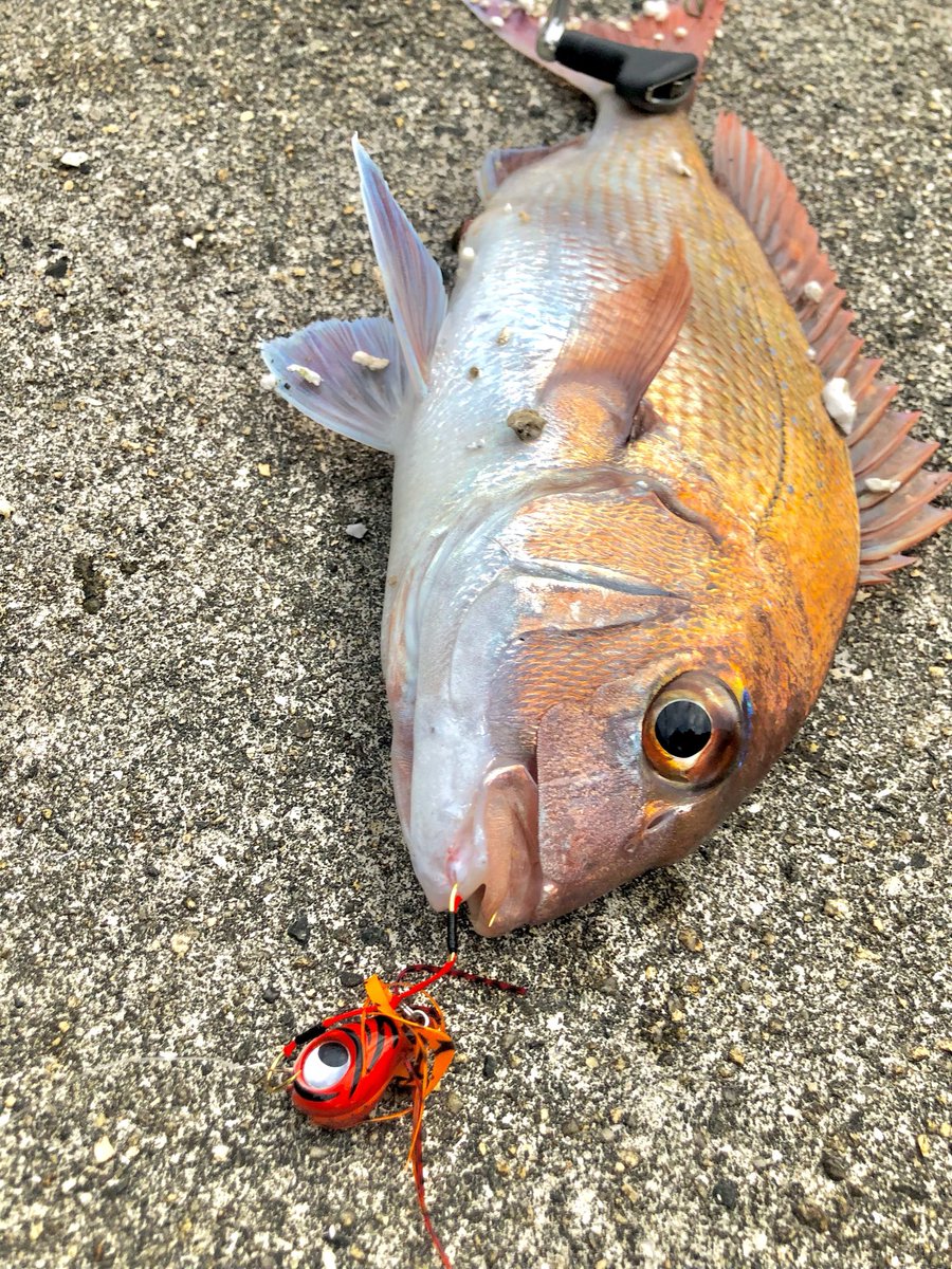 Wild_Heads's tweet photo. 実は僕が「初めて真鯛を掛けた」のはルーディーズ魚子ラバ！

その時は余りにも大物過ぎて足下で針が折られました😂

しかしながらルーディーズ魚子ラバは【間違いなく真鯛が釣れる】👍💨✨ https://t.co/QPlB4enlCU