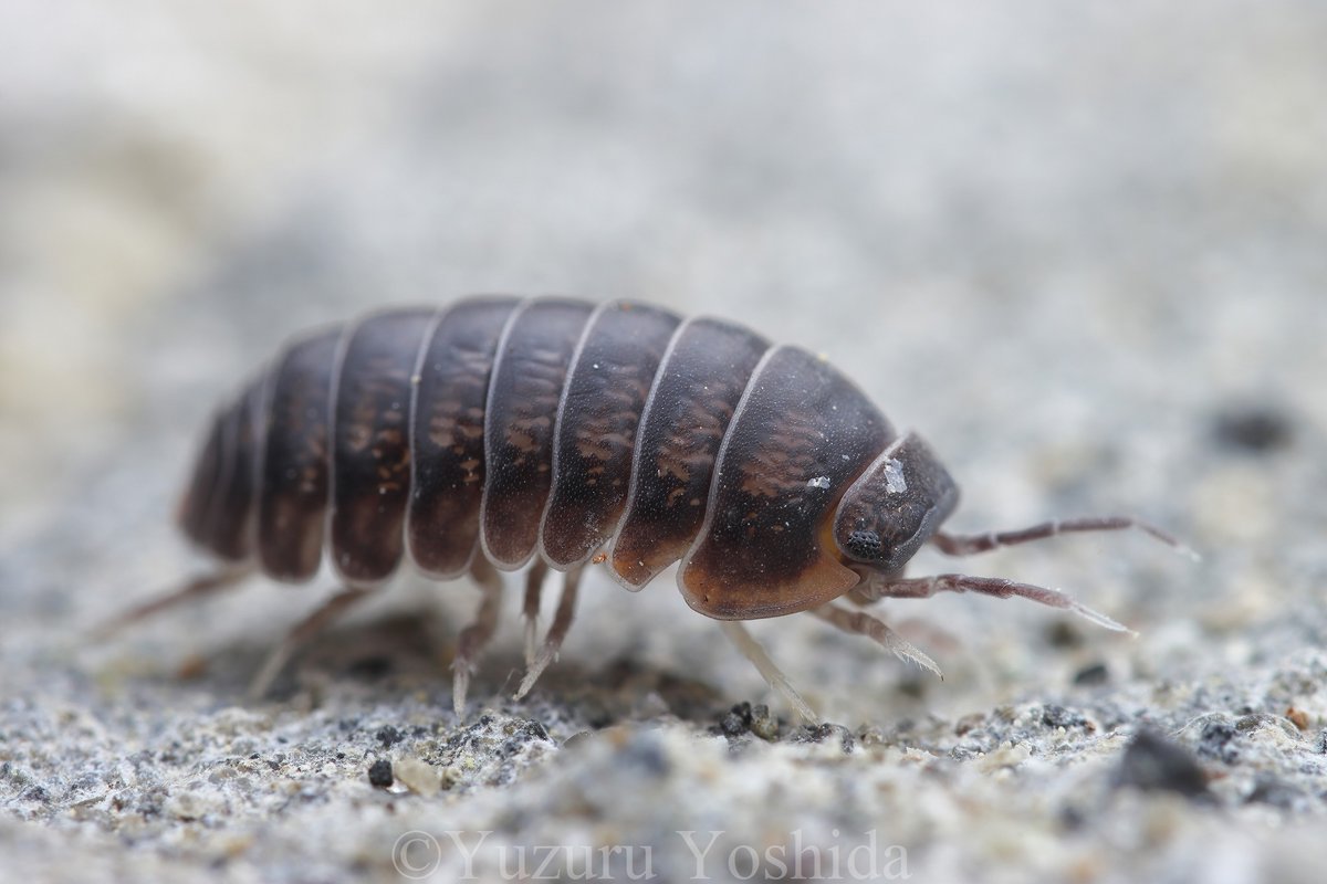 bufoninus's tweet photo. 土壌動物学会で発表を聞いたりいろんな方と話をする中で気になった生き物たち。
ほんとはもっと残って閉会までに挨拶できなかった方とも話をしたりミミズ談話会にも出る予定だったのですが、久々の人の集まりの中にいることで想像以上に疲れてしまっていたようです。次は万全の状態で参加したい... https://t.co/NyHrTec9Cc