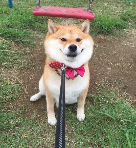 田中柴犬の投資ノート tweet media