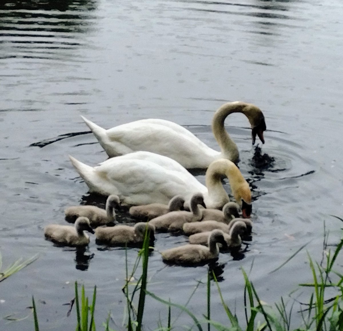 JohnGreig2's tweet photo. I hope you're all having a lovely day. Here's the new swan family of 9 cygnets from. Coodham Estate, South Ayrshire. https://t.co/RJZPgPUDhG