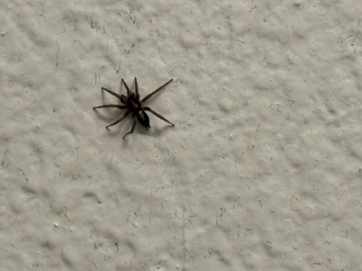 Legendrune's tweet photo. was brushing my teeth and saw this guy
was chill
what should i name them https://t.co/QjlGtGzjup