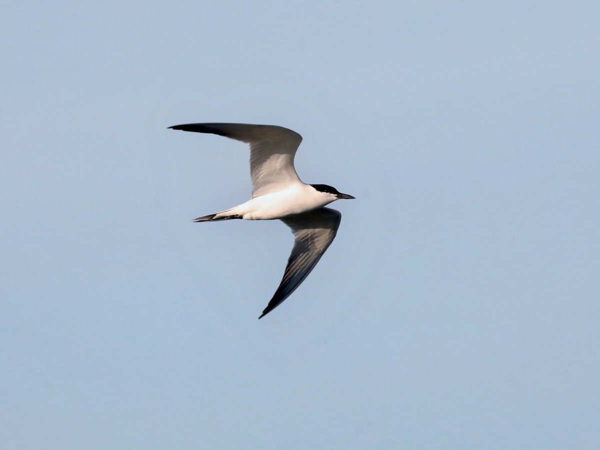 TimAOakes's tweet photo. Gull Billed Tern showing well over Island Mere @RSPBMinsmere this morning https://t.co/5NS8C0hsRF