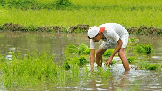 PeoplesPulseOrg's tweet photo. రాష్ట్రంలో 60-70% మంది కౌలు రైతులే ఉన్నా, వారికి ప్రభుత్వ ఫలాలు అందకపోవడం ఆందోళనకరం. భూమి యాజమాన్యాన్ని కాకుండా, నిజంగా సాగు చేస్తున్న రైతును గుర్తించే వ్యవస్థ రావాలి- దిలీప్ రెడ్డిగారి విశ్లేషణ.👇 
https://t.co/HMiuANkvP2

#farmer #Farmers #india #RCBvsGT #Peddi #viratkohli https://t.co/Y2AgMCHjNP