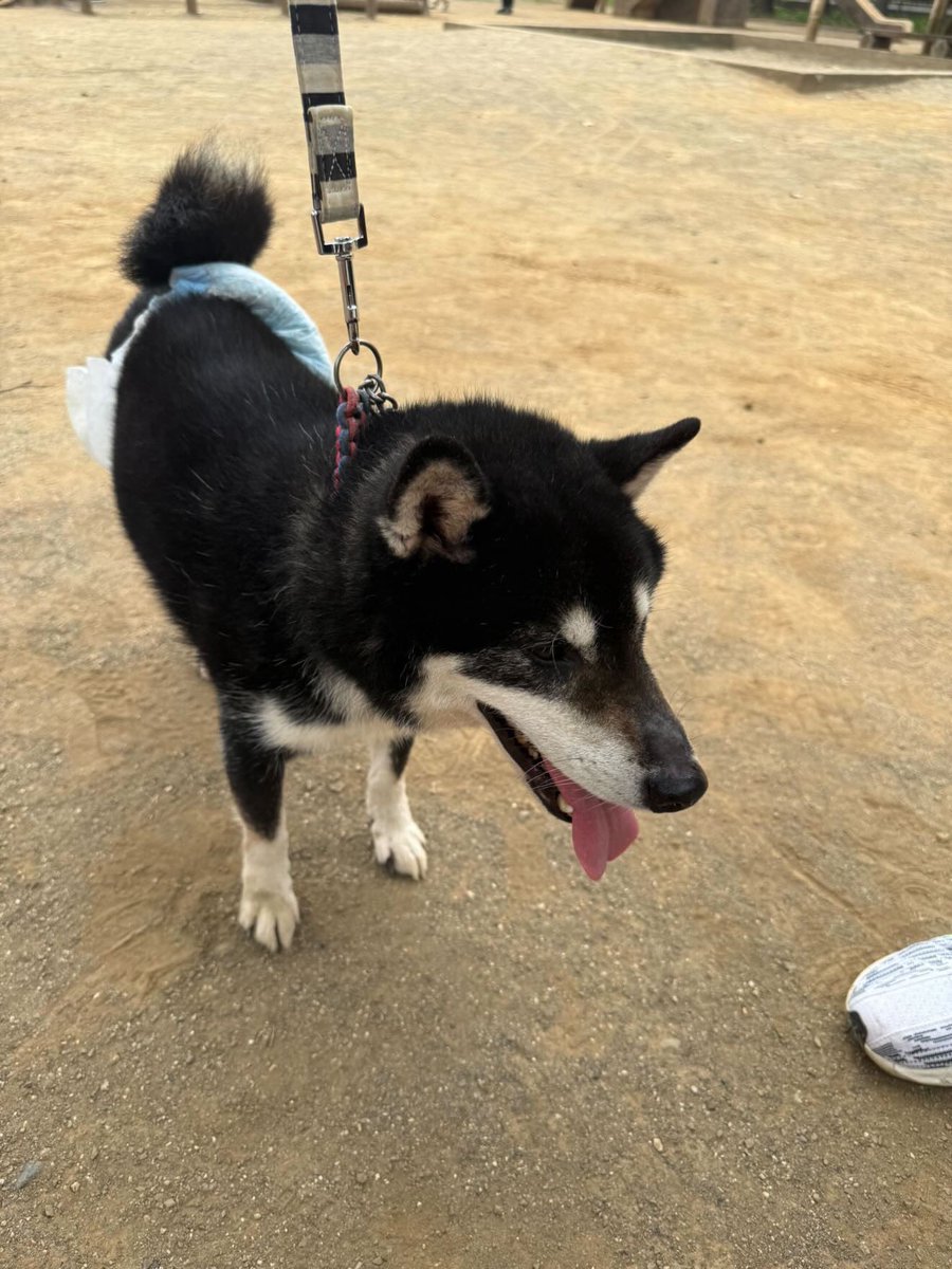 2124ko's tweet photo. #拡散希望 
知り合いが写真の黒柴を埼玉県三芳町の唐沢公園で保護し東入間警察署で預かり中との事です。知っていらっしゃる方がいらっしゃいましたら連絡くださるとありがたいです。少しでも早く飼い主様が見つかりますように。
特徴
7〜10歳ぐらい？の黒柴
オムツ着用
赤と青の紐の首輪 https://t.co/b5jCjXPSHU