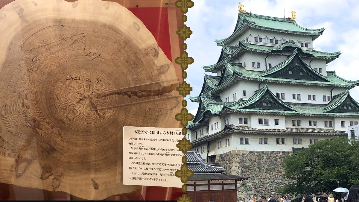 2023Kiss's tweet photo. 名古屋城に行ってきました！
当日は快晴だったということもあり、有名な金のシャチホコが青空のもと眩く輝いておりました。
そして本丸御殿には、なんと大谷翔平のサインが展示してありました！岩手県奥州市の月山松が天守の修復に使用されるとの事で、同市出身の彼にサインをもらったんだそうです。 https://t.co/k78UXGQOYA