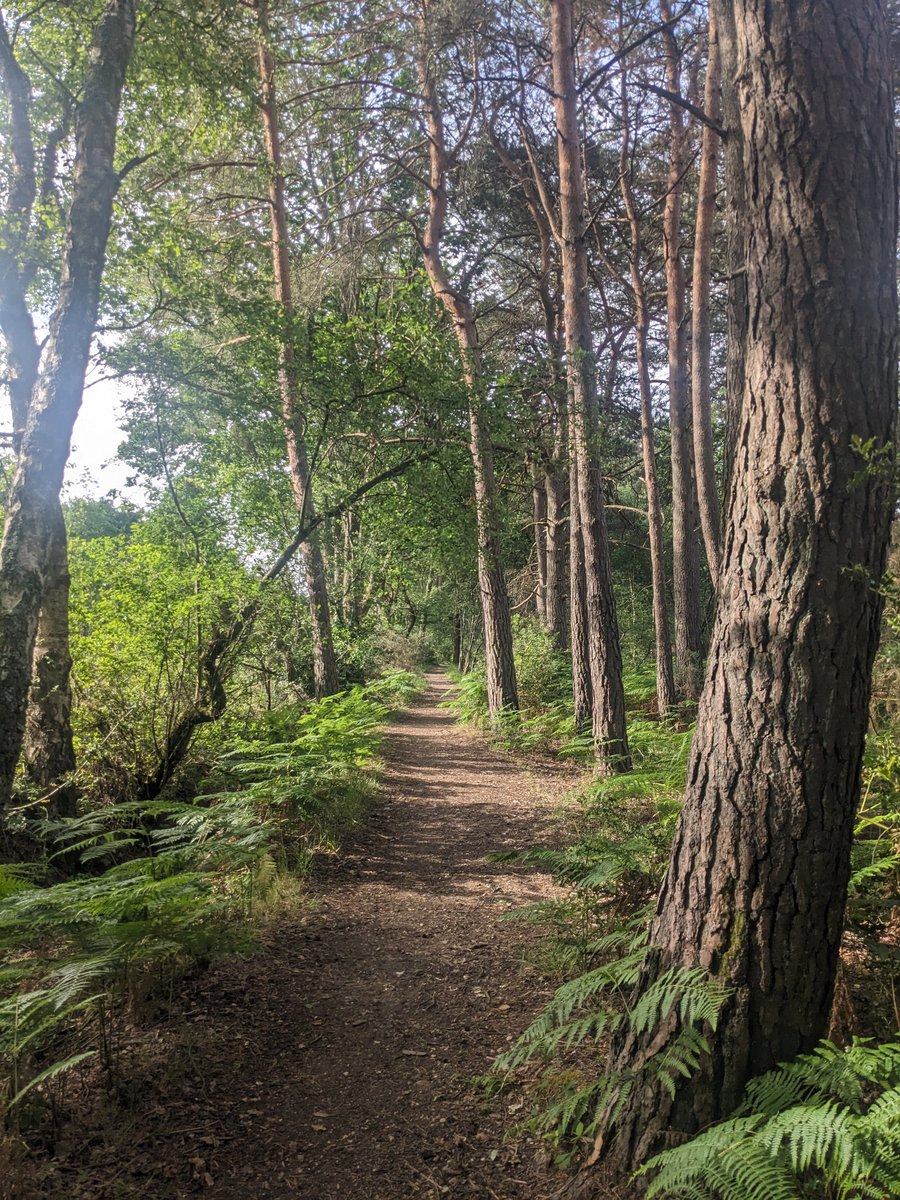 DebChall's tweet photo. Morning all, have a fab day. A pic from walking this morning. Do love trees. https://t.co/bQUB7Hr7S4