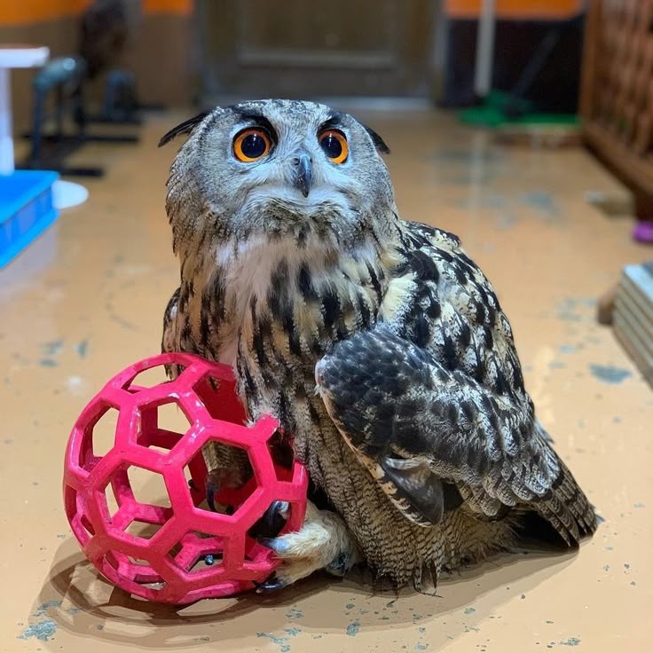 Owl tweet media