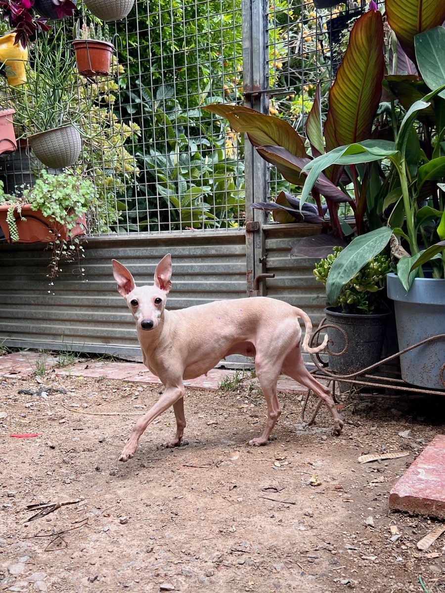 Ref_ElsAngels's tweet photo. Malena en adopción 🐾🤍
📍Sueca, València

Nacida a finales de 2020, es una perrita pequeña, divertida y muy alegre 🥹

Activa y siempre dispuesta a acompañarte en cualquier plan, busca una familia con la que compartir aventuras ✨

📲 621 260 314 - WhatsApp https://t.co/5HaheytkiW